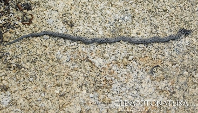 Colubro liscio / Coronella austriaca